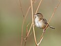 * Nomination Zitting cisticola (Cisticola juncidis) in Tunis lakeI, the copyright holder of this work, hereby publish it under the following license:This image was uploaded as part of Wiki Loves Earth 2024. --El Golli Mohamed 21:36, 4 July 2024 (UTC) * Promotion  Support Good quality. --Pdanese 00:35, 5 July 2024 (UTC)