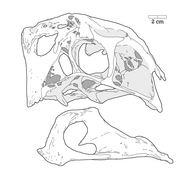 Citipati skull