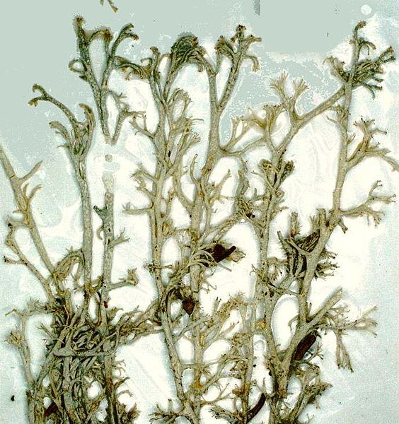 File:Cladonia arbuscula-5.jpg