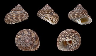 <i>Clanculus jussieui</i> species of mollusc