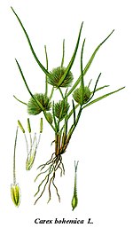 Vyčištěná ilustrace Carex bohemica.jpg