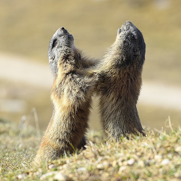 File:Close encounter between marmots.jpg