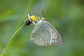 * Nomination Close wing Nectering of Catopsilia pyranthe (Linnaeus, 1758) - Mottled Emigrant. By User:Anitava Roy --Bodhisattwa 18:10, 12 August 2022 (UTC) * Decline  Oppose Lacks sharpness. Sorry. --Ermell 21:11, 12 August 2022 (UTC)