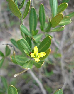<i>Cneorum tricoccon</i> Species of flowering plant