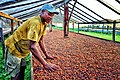 Coffee production in São Tomé