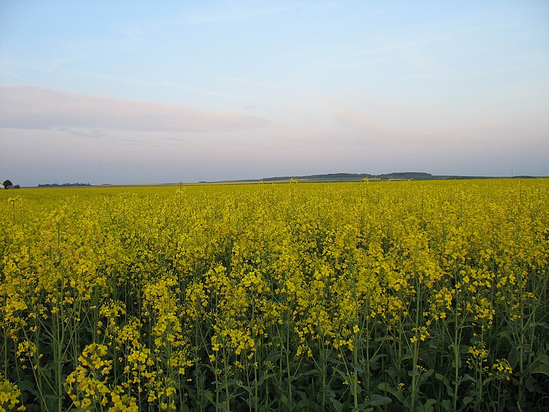 File:Colza 4 mai 20h48.JPG