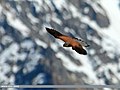 Common Kestrel (Falco tinnunculus) (20065934145).jpg