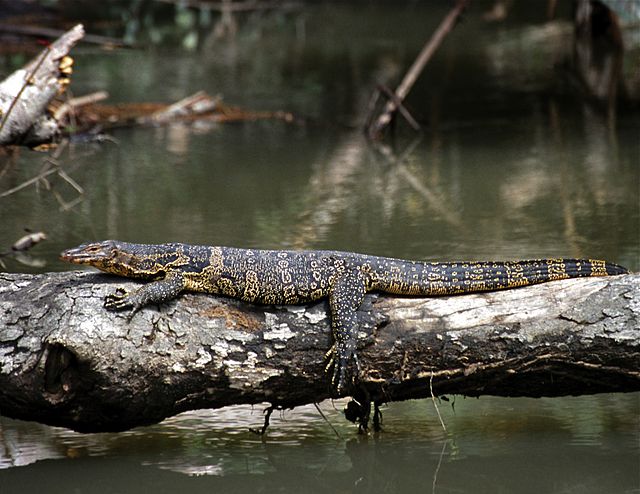 File:Common_Water_Monitor_(Varanus_salvator_macromaculatus)_(7803831640).jpg