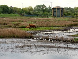 Grazing