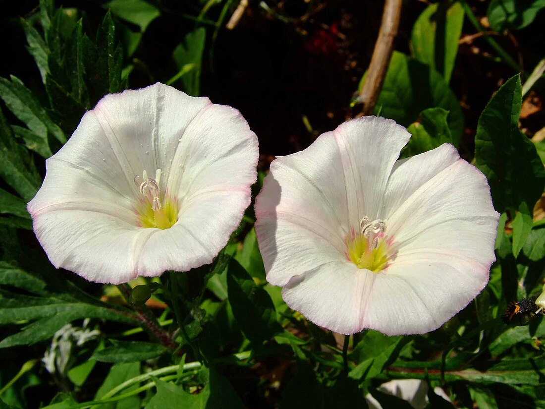 File:Convolvulus arvensis flores.jpg