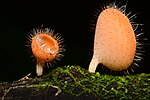 Thumbnail for Cookeina tricholoma