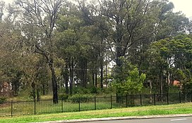 Cooks River-Castlereagh Ironbark ecological community.jpg