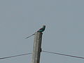 Senegalracke Abyssinian Roller