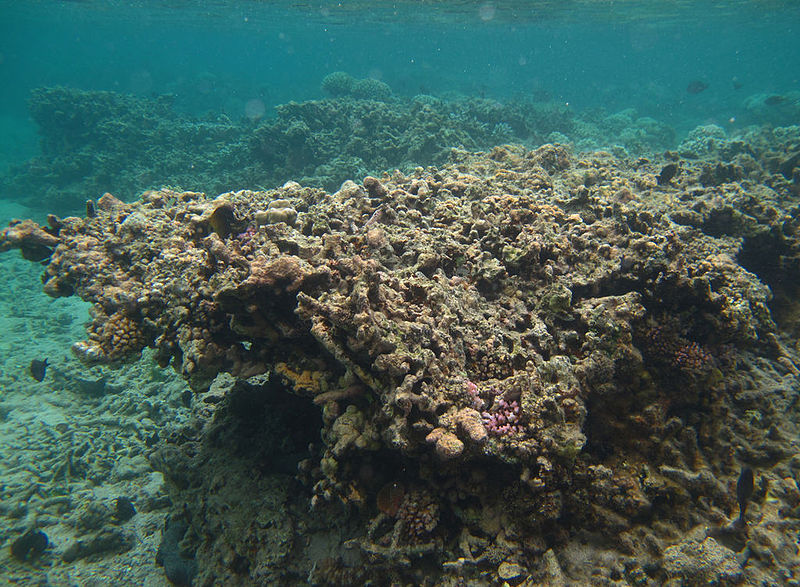 File:Corail mort Réunion.jpg