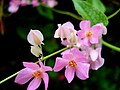 Antigonon leptopus