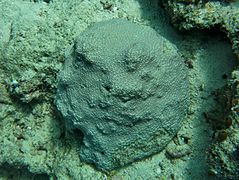 Une colonie de corail de la famille des Faviidae