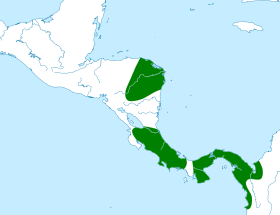 Distribución geográfica del saltarín gorgiblanco.