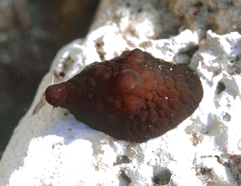 File:Coriocella nigra.jpg