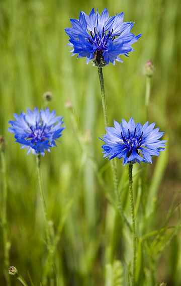 File:Cornflowers Centaurea cyanus.jpg