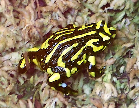 CorroboreeFrog.jpg