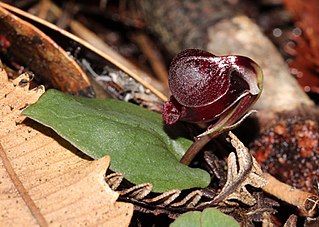 <i>Corybas unguiculatus</i> Species of orchid