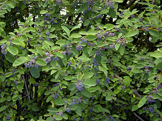 <i>Cotoneaster acutifolius</i> Species of plant in the family Rosaceae
