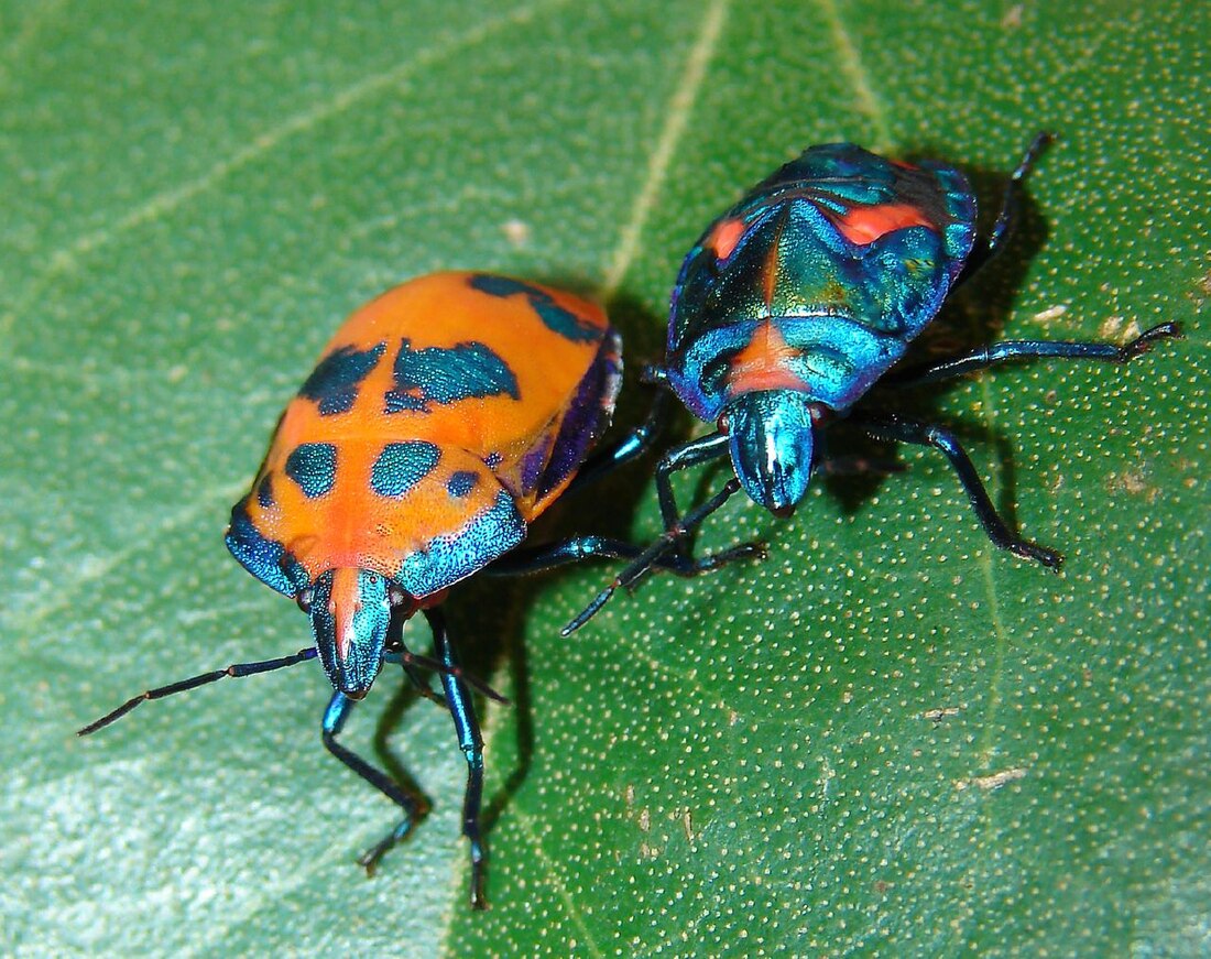 Tectocoris diophthalmus