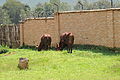 Cows grassing in the green of the health center (6923208257).jpg
