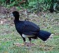 Thumbnail for Blue-billed curassow