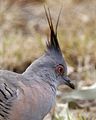 Crested Pigeon (Ocyphaps lophotes) - Flickr - Lip Kee (1).jpg