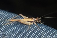 Cricket (Trigonidiidae) - 48742236546.jpg