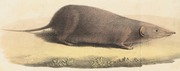 Drawing of brown shrew