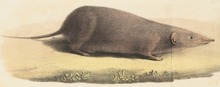 Crocidura cinnamomea - 1700-1880 - Druck - Iconographia Zoologica - Spezialsammlungen Universität Amsterdam - UBA01 IZ20900119 (beschnitten) .tif