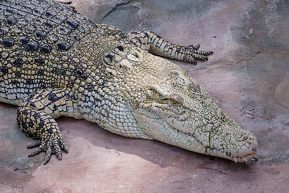 Crocodylus porosus