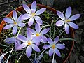 Crocus tommasinianus 'Lilac Beauty'