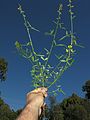 Crotalaria lanceolata habit10 (9528330640).jpg