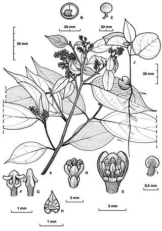 <i>Cryptocarya cocosoides</i> Species of tree