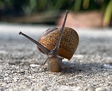 Cubanbrownsnail 02.jpg