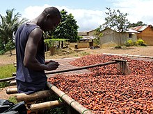 Cultivateur ivoirien en train de nettoyer et trier les fèves de cacao à fermenter.