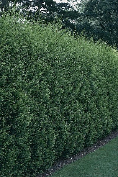 File:Cupressocyparis leylandii.jpeg