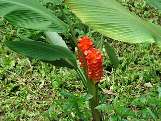 <i>Curcuma roscoeana</i> Species of flowering plant