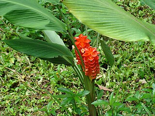 <i>Curcuma roscoeana</i>