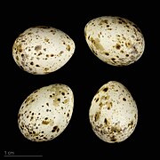 Sylvia curruca eggs (lesser whitethroat (curruca)) eggs