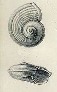 <i>Cyclostrema prominulum</i> Species of gastropod