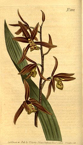 Cymbidium sinense (as Epidendrum sinense) - Curtis' 23 pl. 888 (1806).jpg