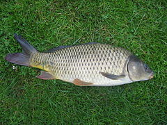 Common carp on grass out of water