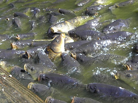 Карп как разводят. Водоем с карпами. Карп в Прудовом хозяйстве. Карпы аквакультура. Рыба Карп Прудовое хозяйство.