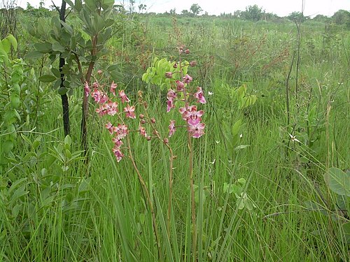 Cyrtopodium brandonianum - Wikiwand