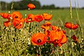 * Nomination Poppy flowers on the edge of the field in Froebelstrasse in Dülmen, North Rhine-Westphalia, Germany --XRay 03:48, 12 July 2021 (UTC) * Promotion  Support Good quality -- Johann Jaritz 04:01, 12 July 2021 (UTC)