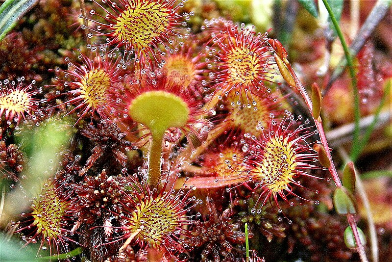 File:DROSERA ROTUNDIFOLIA. (3).jpg